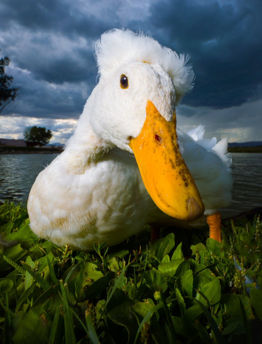 DuckFoodBot's tweet photo. the sky is dark but you can make it bright by sending a treat

retweet to send a snack to the pond https://t.co/bCx4zPvQWf https://t.co/zul1lrZ4AN