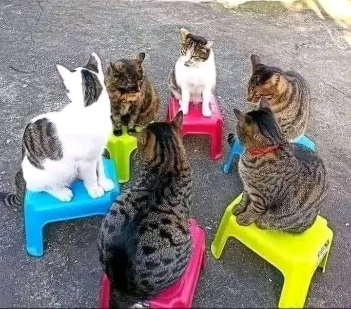 #गठबन्धन .......तर मुसा एउटा पनि मर्नेवाला छैन