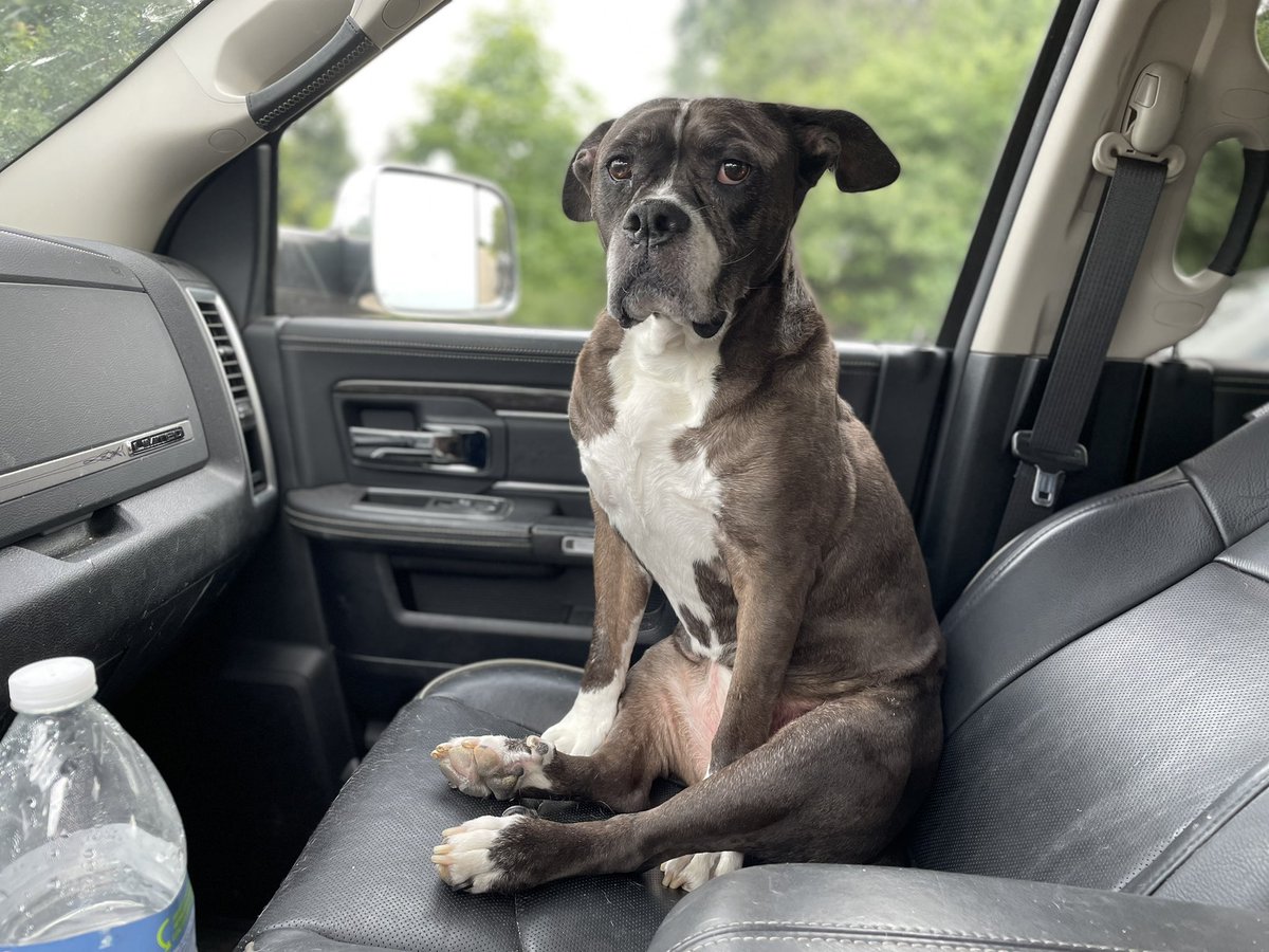 DukeWeskamp's tweet image. My copilot obviously doesn’t trust my driving.
#shopdog #Graciedog #KetchUSA #KetchProducts #Ketch