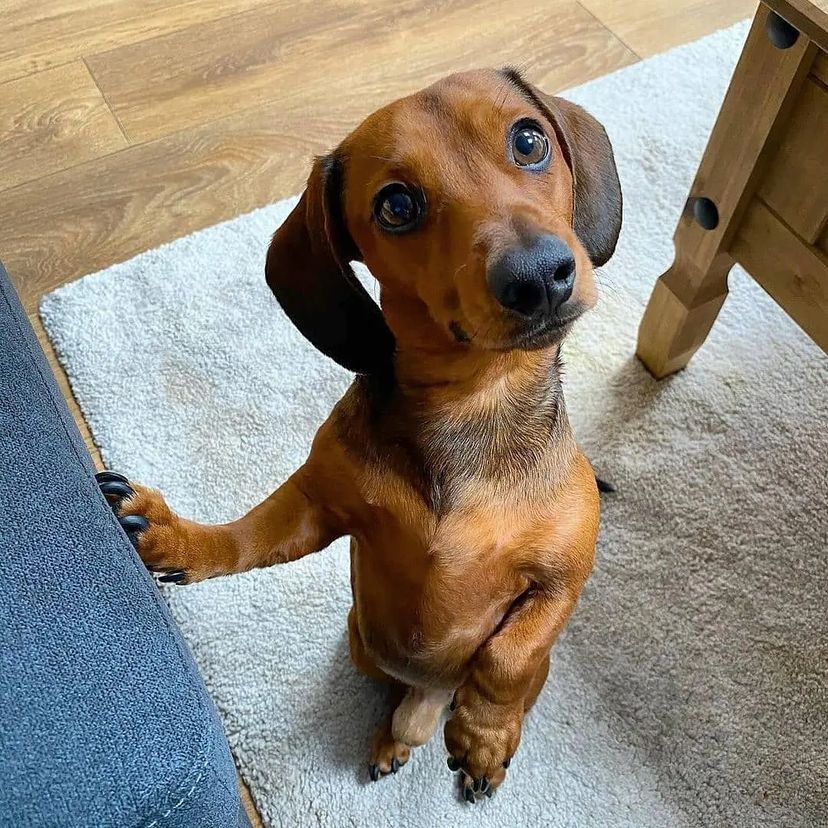 dachshund_heave's tweet photo. Love or not?🥰
#Dachshund #Dachshunds https://t.co/A5XzztxBdA
