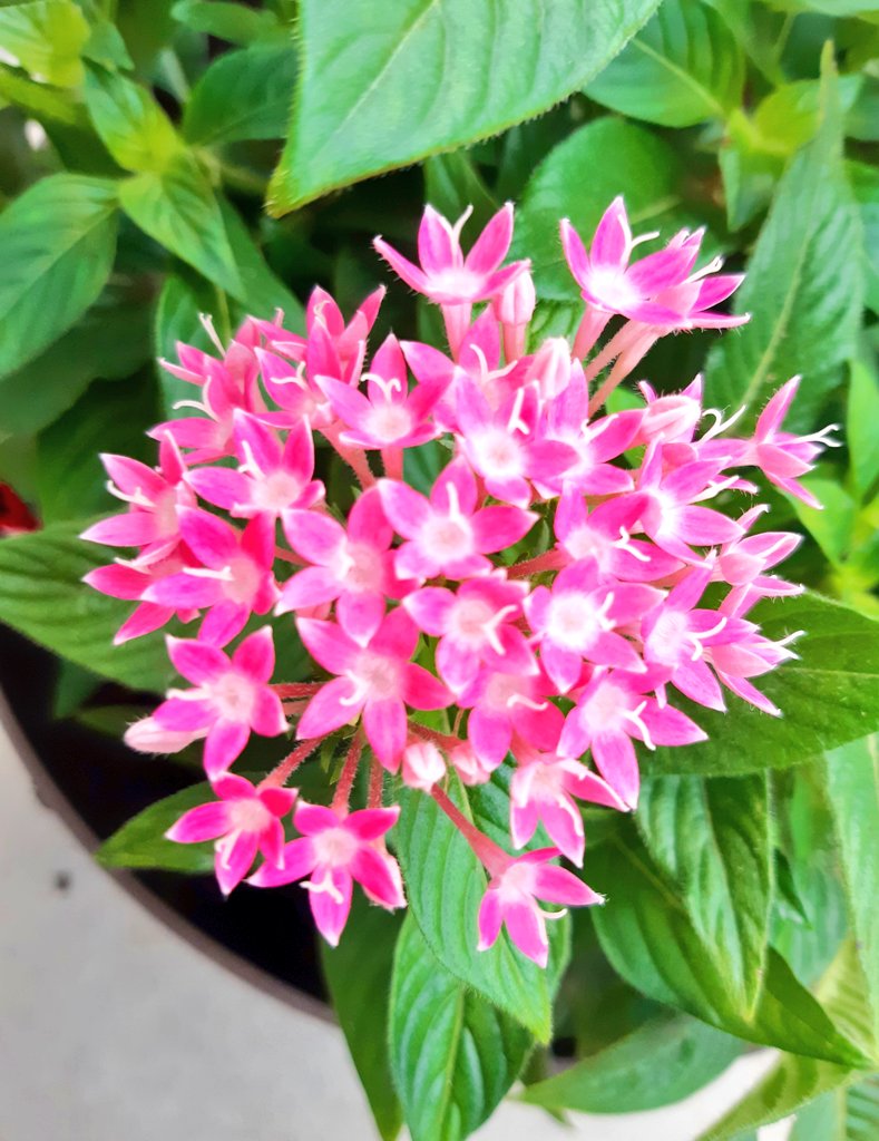 マッシー 庭の花 庭にペンタスの花が咲いて います 赤とピンクの小さい 可愛い花です 花言葉は 希望がかなう 願い事 だそうです 花言葉の由来は ペンタスの星のような姿から 星に願いをかける気持ちをあらわしたものであるといわれて