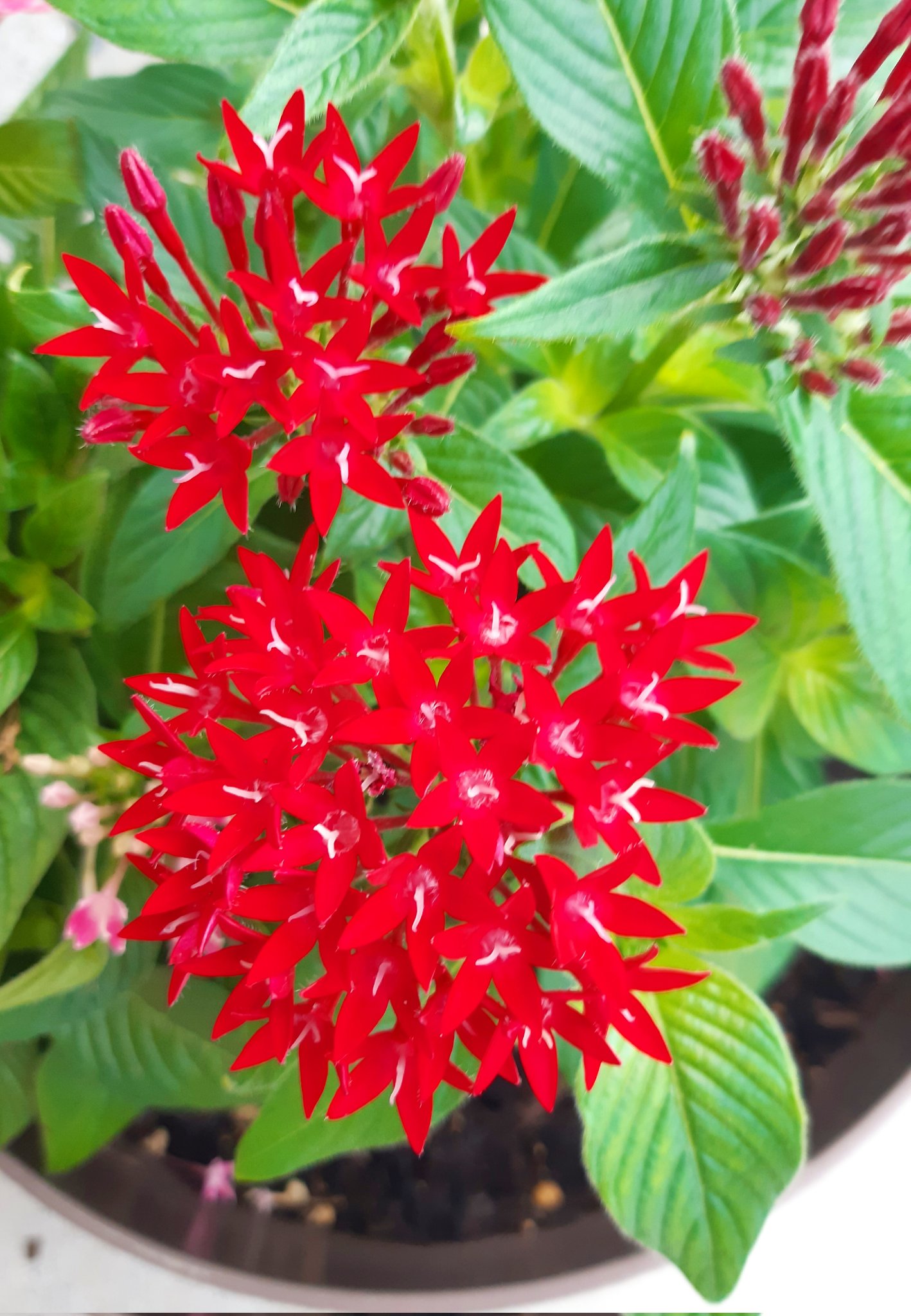 マッシー 庭の花 庭にペンタスの花が咲いて います 赤とピンクの小さい 可愛い花です 花言葉は 希望がかなう 願い事 だそうです 花言葉の由来は ペンタスの星のような姿から 星に願いをかける気持ちをあらわしたものであるといわれて