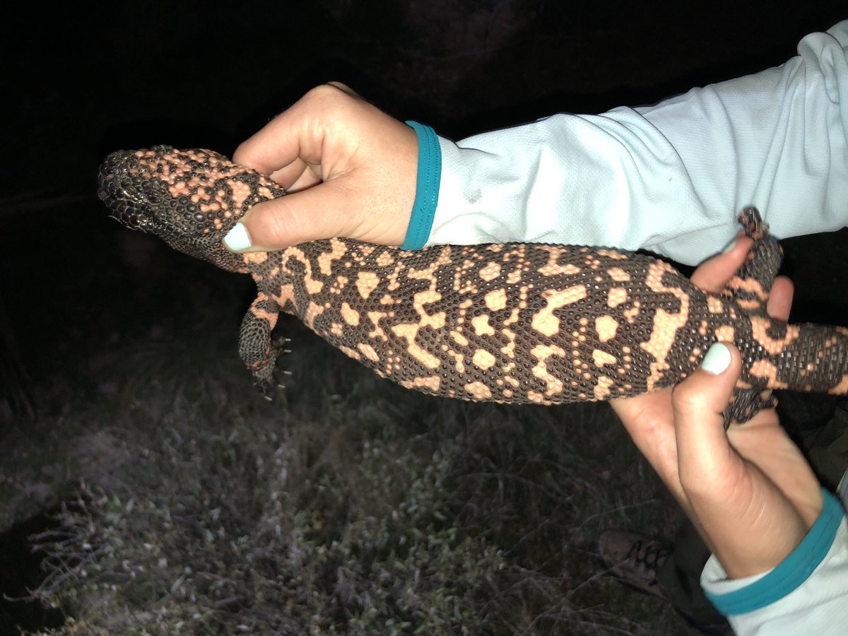 ScienceWithSav's tweet photo. I met a Gila Monster 😭😭😭😍😱🥹

Life. Made. 

#biglizard #love #yay 

(Handled under research permit) https://t.co/FFpfnu20YN