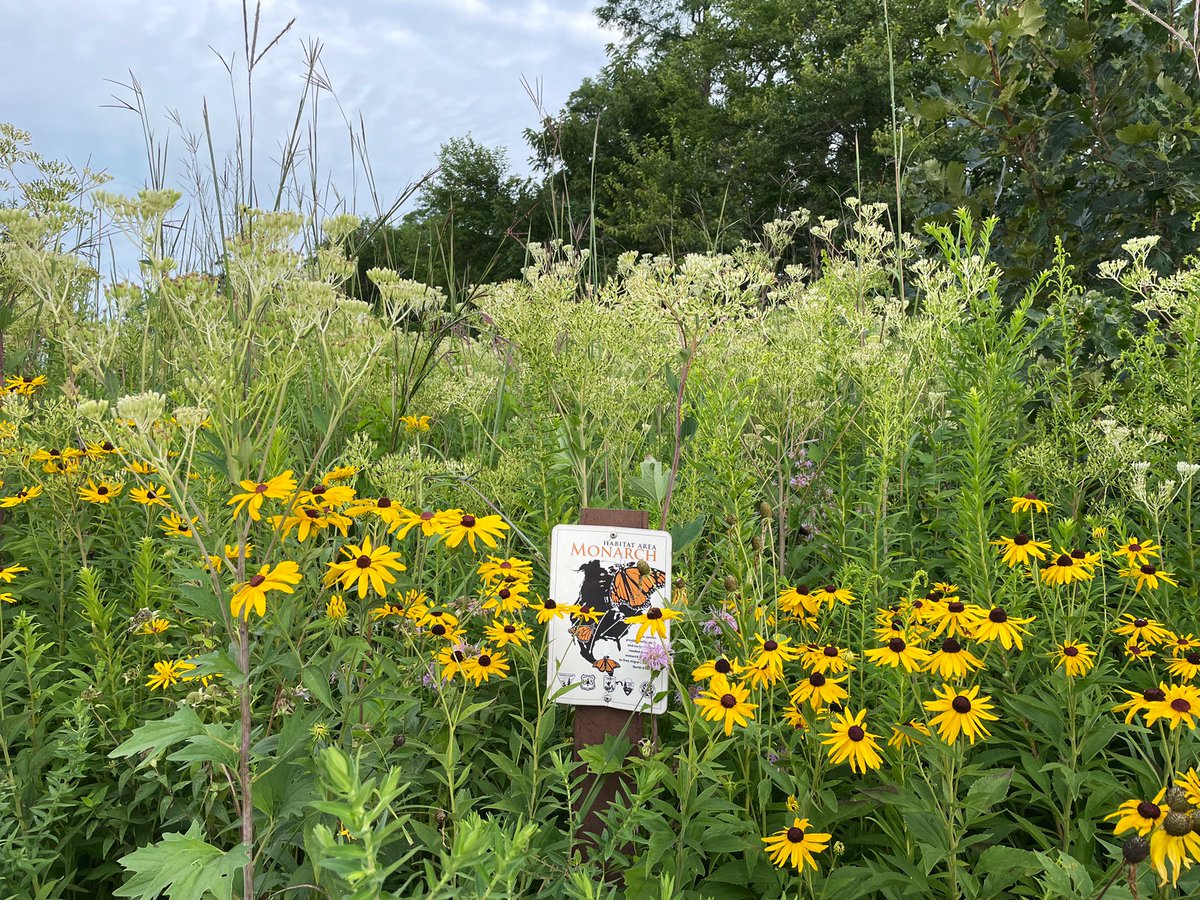 JMoLawre's tweet photo. Illinois Prairie beauty at @MidewinNatTP Iron Bridge Trailhead 
#midewinnationaltallgrassprairie #prairieplants https://t.co/dVXZn1PKLD