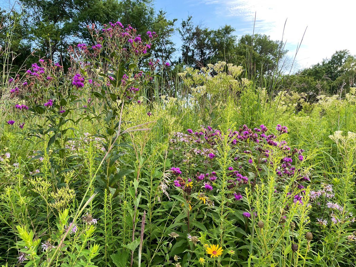 JMoLawre's tweet photo. Illinois Prairie beauty at @MidewinNatTP Iron Bridge Trailhead 
#midewinnationaltallgrassprairie #prairieplants https://t.co/dVXZn1PKLD
