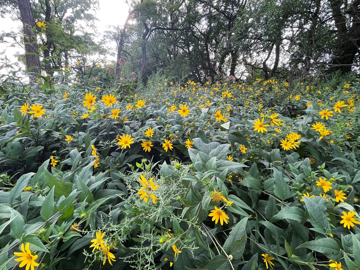 JMoLawre's tweet photo. Illinois Prairie beauty at @MidewinNatTP Iron Bridge Trailhead 
#midewinnationaltallgrassprairie #prairieplants https://t.co/dVXZn1PKLD
