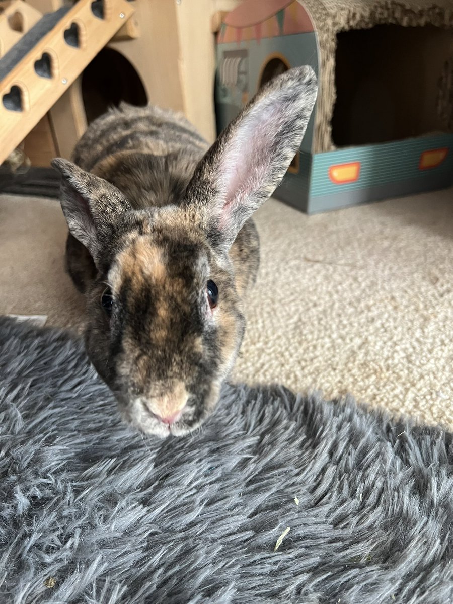 Fun4Bunnies's tweet photo. Harley refuses to allow me near her recently renovated RV. Wonder what she’s hiding? 🧐 https://t.co/ObPI8fxg8A