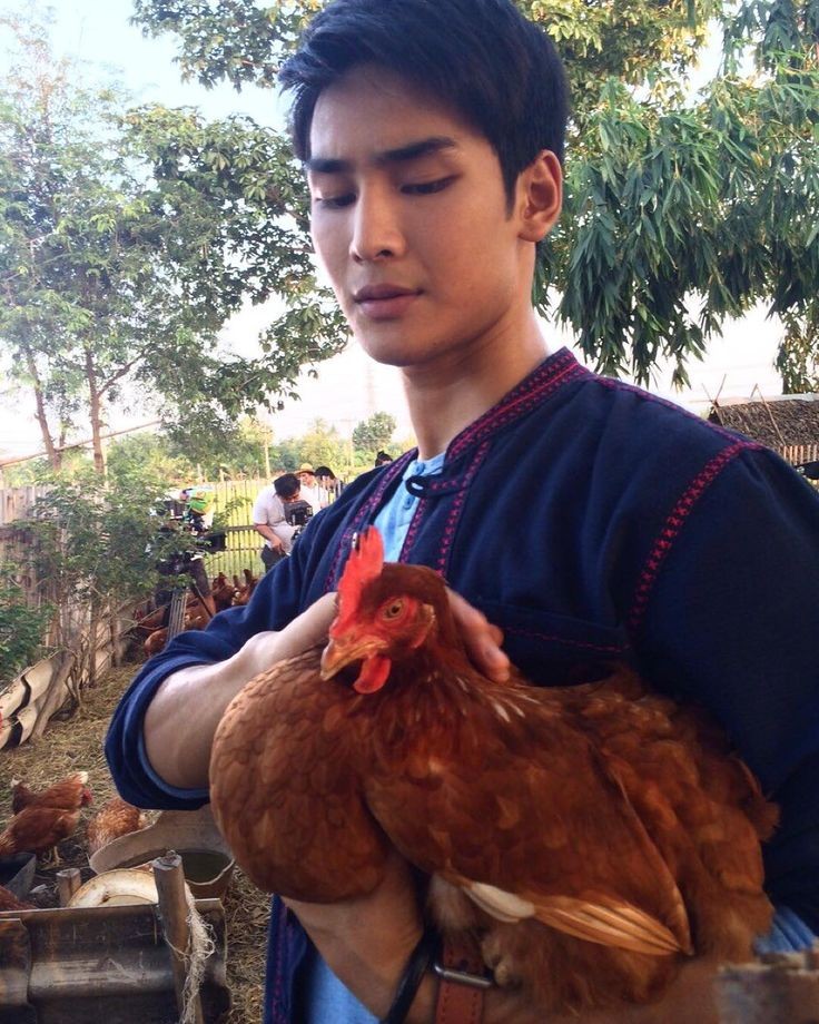 Nimang ayam bukan ayang,-