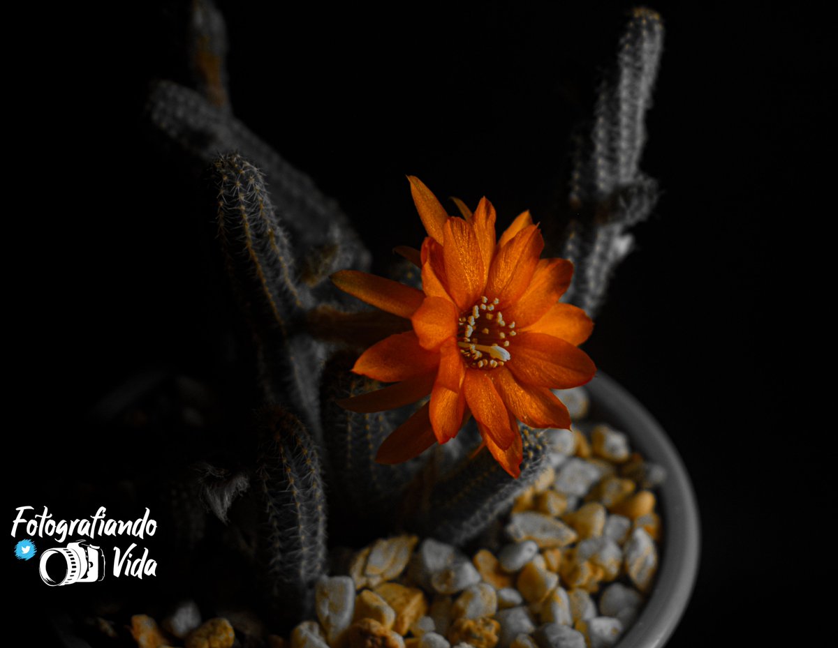 mario_traveler's tweet photo. "Apaga el gris de tu vida y enciende los colores que llevas dentro"

🖋️ Pablo Picasso.
🆔Chamaecereus silvestrii
📷Nikon D3400
📌 Colección personal 
💢Instagram: micromundos_mx

#photography #photooftheday #Flowers #nature #NaturePhotography #picoftheday https://t.co/E0a2sWHdTI