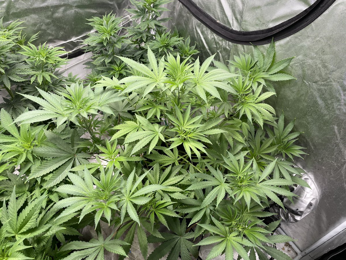 HealingNatures's tweet photo. It’s craZy what just 1 full day of training can do for a plant. 9lb Hammer @Jinxproof420 is becoming a monster! Such a beautiful plant 🤙 #mMemberville #jinxproofgenetics #jinxproofdankbank #growyourown #allcannabisuseismedicinal #bekind #Bpositive https://t.co/uGc7LYnAbn