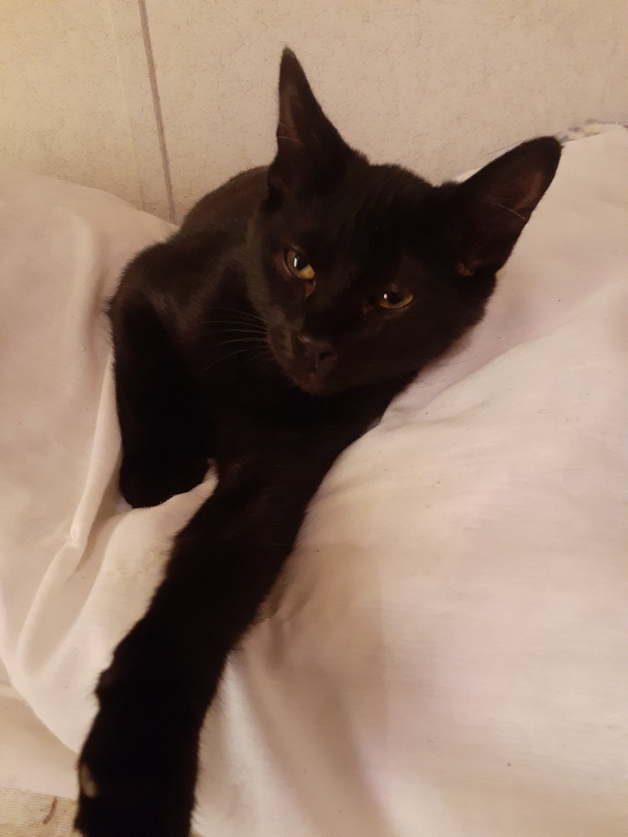 🐈 Ranae 🐈⬛ tweet media