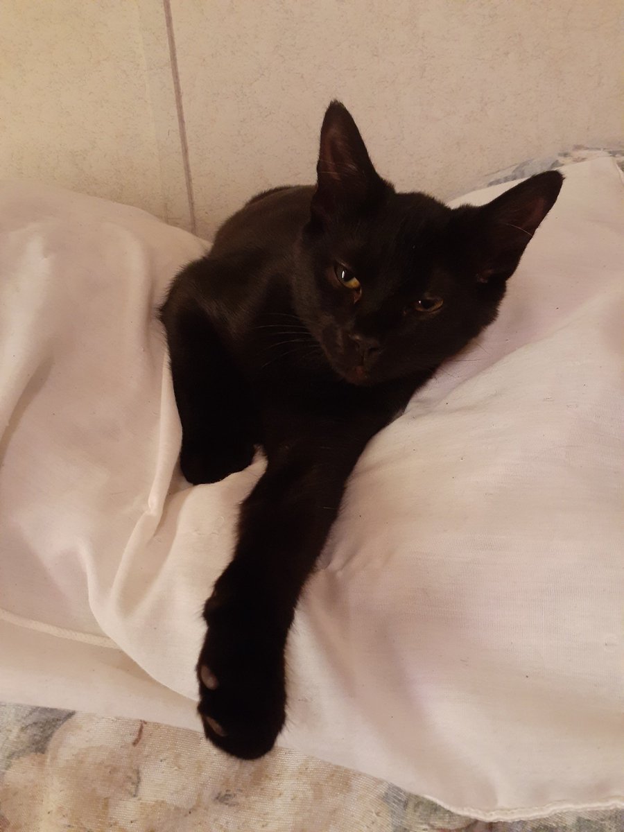 🐈 Ranae 🐈⬛ tweet media
