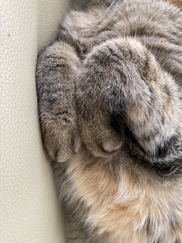 HMM_Rudy's tweet photo. 猫吸いヒューイゴーーー���！！

#麦わら猫
#猫がいる暮らし 
＃猫好きさんと繋がりたい https://t.co/DRfb1U9I4d