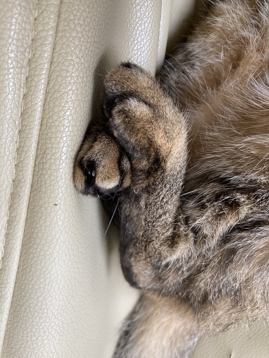 HMM_Rudy's tweet photo. 猫吸いヒューイゴーーー���！！

#麦わら猫
#猫がいる暮らし 
＃猫好きさんと繋がりたい https://t.co/DRfb1U9I4d