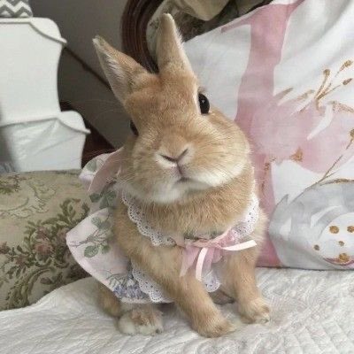 ✩ | MANDEN CC tweet media