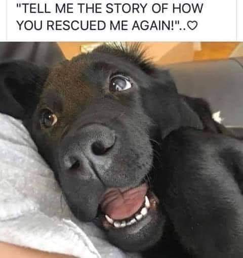 thehappydog_'s tweet photo. Tell me the story of how you rescued me again 🤍🤍 https://t.co/2W1ZhSLjQF