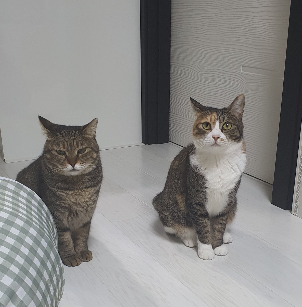 coco_mimi__'s tweet photo. 코코와 미미는 완벽하고, 적응도 잘해요.
가족을 찾고 있어요. https://t.co/9zUbdlSCiY