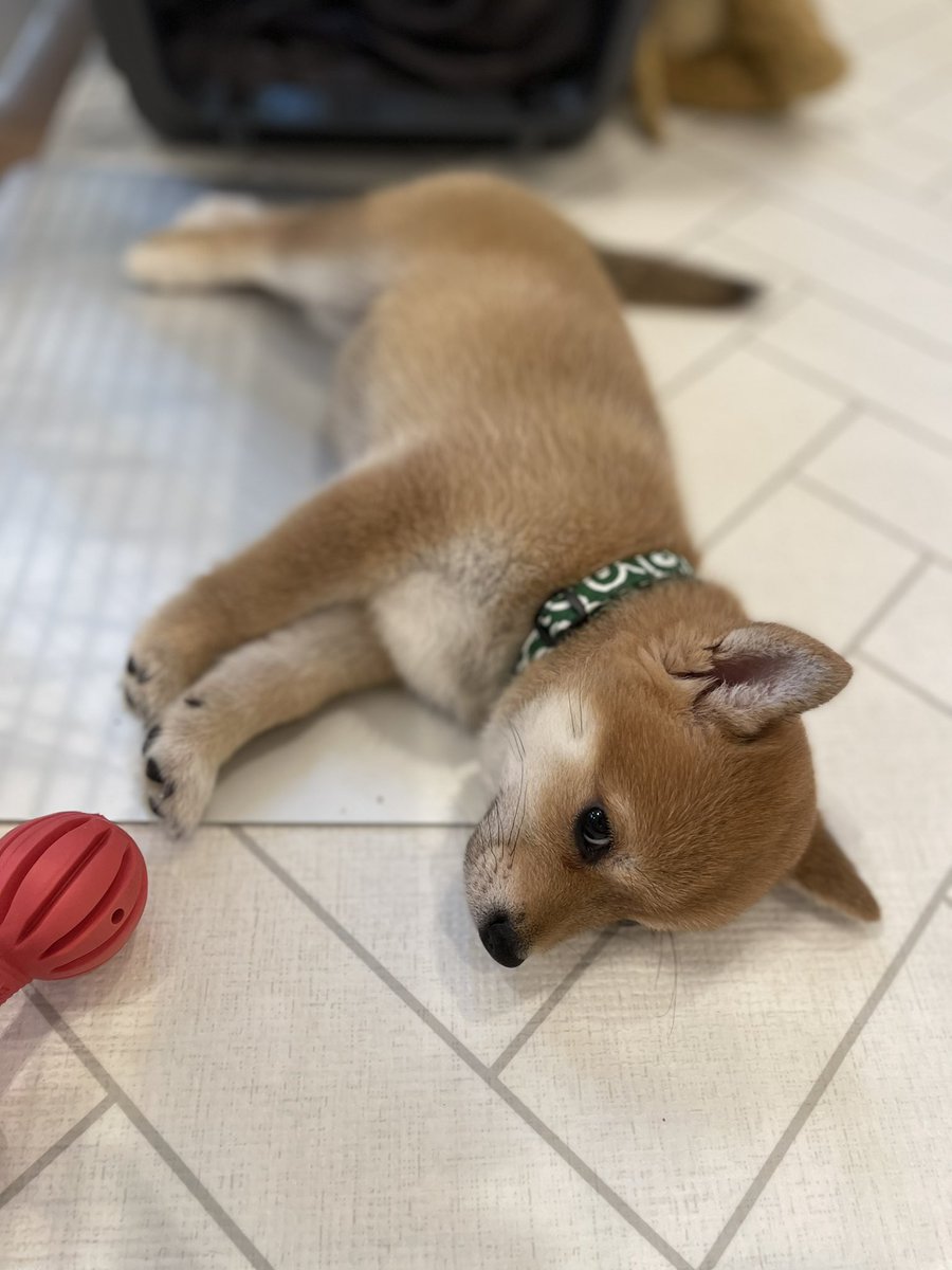 ayamogumogumogu's tweet photo. お腹いっぱい➡︎今から寝まーす💫💫💫

＃柴犬
＃豆柴 https://t.co/sHb1jjogBo