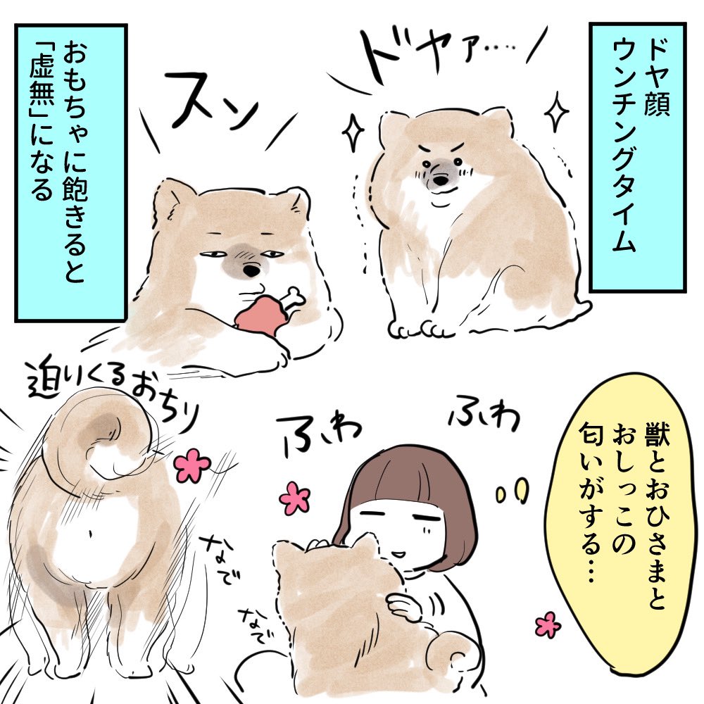 くたくたのタオルケット、犬も好きなのね… 