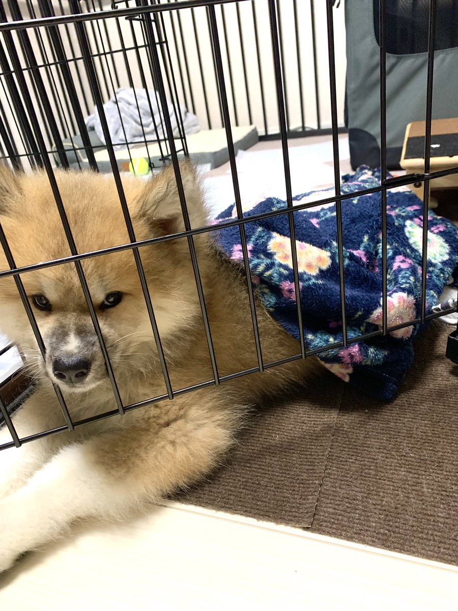 くたくたのタオルケット、犬も好きなのね… 