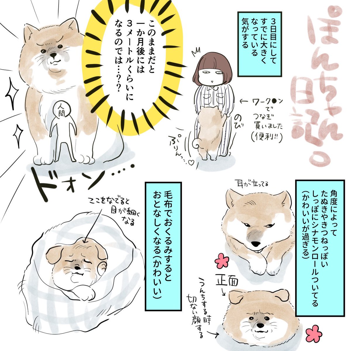 くたくたのタオルケット、犬も好きなのね… 