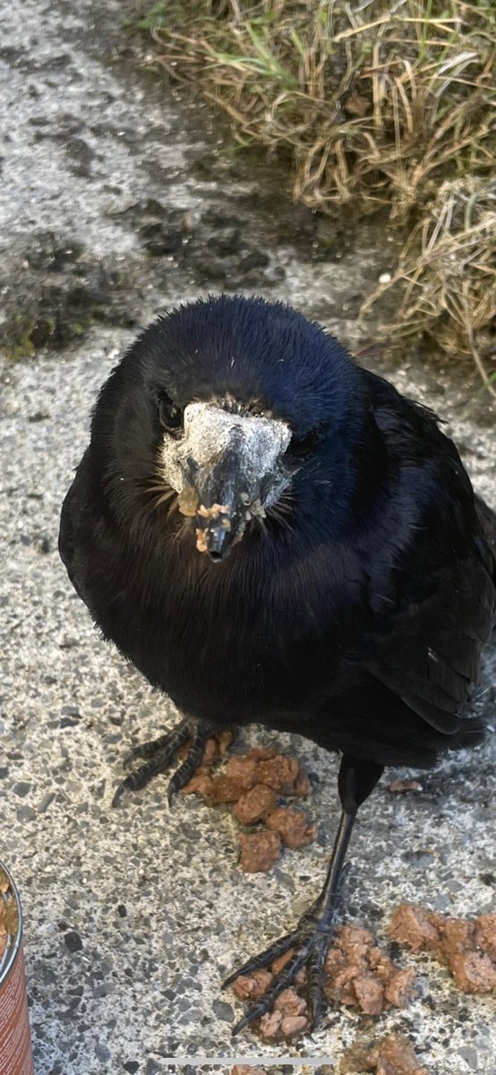 LMLJ13's tweet photo. I always heard when loved ones are near Robins appear……. My father passed away and this guy came into my life for a few hours before he passed also💔 https://t.co/dqwBZidyN0