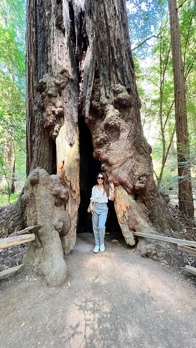 MarthaGro's tweet photo. Un árbol no te juzgará por sentarte a dormir en su sombra, ni mirará que lees bajo sus ramas para burlarse de ti. El árbol te acompaña sin juzgarte. A un árbol puedes arrancar sus hojas y jamás te guardará rencor. Simplemente volverá a crecer y se repondrá de la pérdida.
#CAQC https://t.co/TbNYYZCWiR