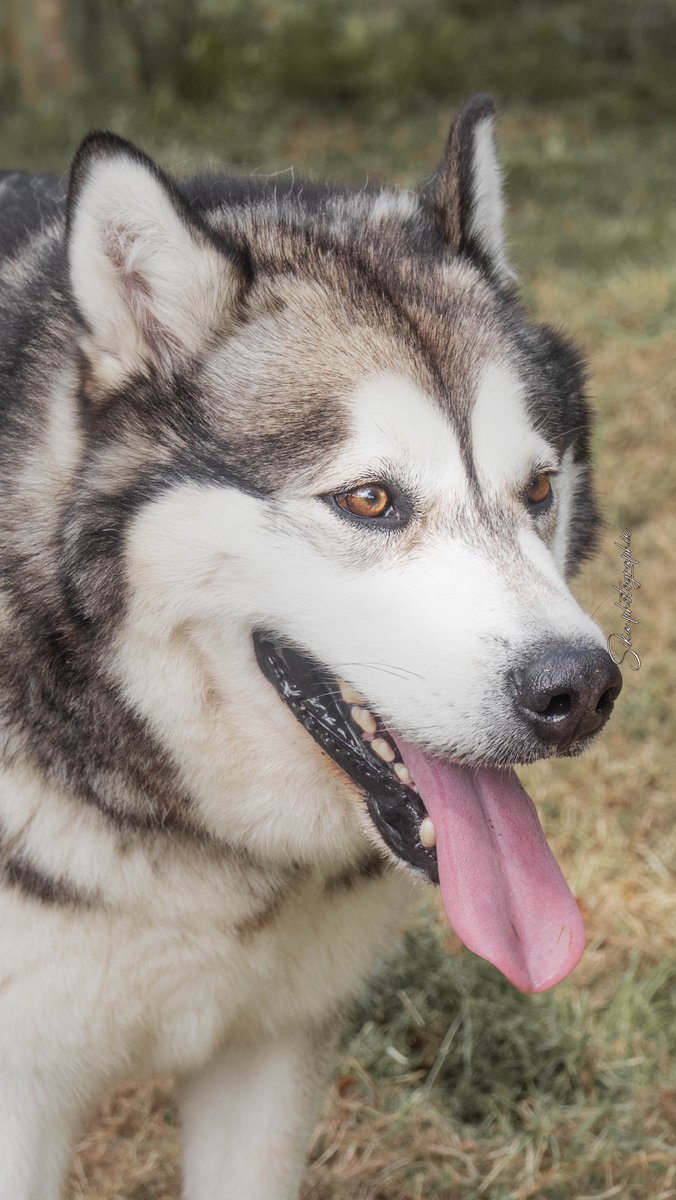 Sikaphotographi's tweet photo. Aujourd'hui, le Malamute est devenu un animal de compagnie affectueux avec un fort caractère.
-Partager 🌍
-Liker ❤️
-Abonnez-vous 🎫
#photography #video #photoofday📸#instagram #photographe #xyzbca #xuhuong #fyp #fypシ #photooftheday #sikaphotographie #formepage #photographer https://t.co/G9TmuneF7Y