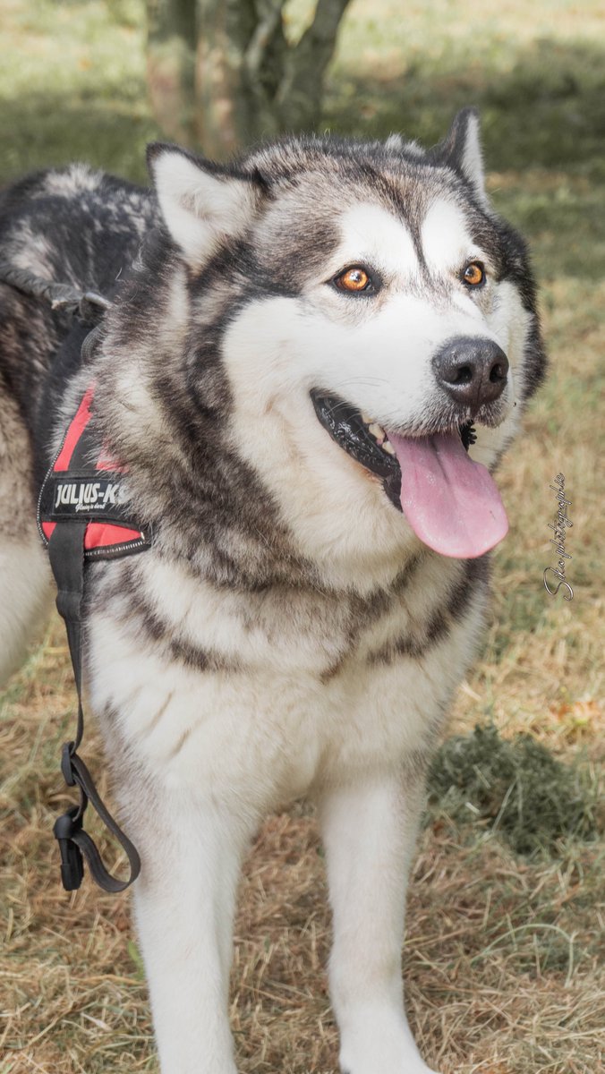 Sikaphotographi's tweet photo. Aujourd'hui, le Malamute est devenu un animal de compagnie affectueux avec un fort caractère.
-Partager 🌍
-Liker ❤️
-Abonnez-vous 🎫
#photography #video #photoofday📸#instagram #photographe #xyzbca #xuhuong #fyp #fypシ #photooftheday #sikaphotographie #formepage #photographer https://t.co/G9TmuneF7Y