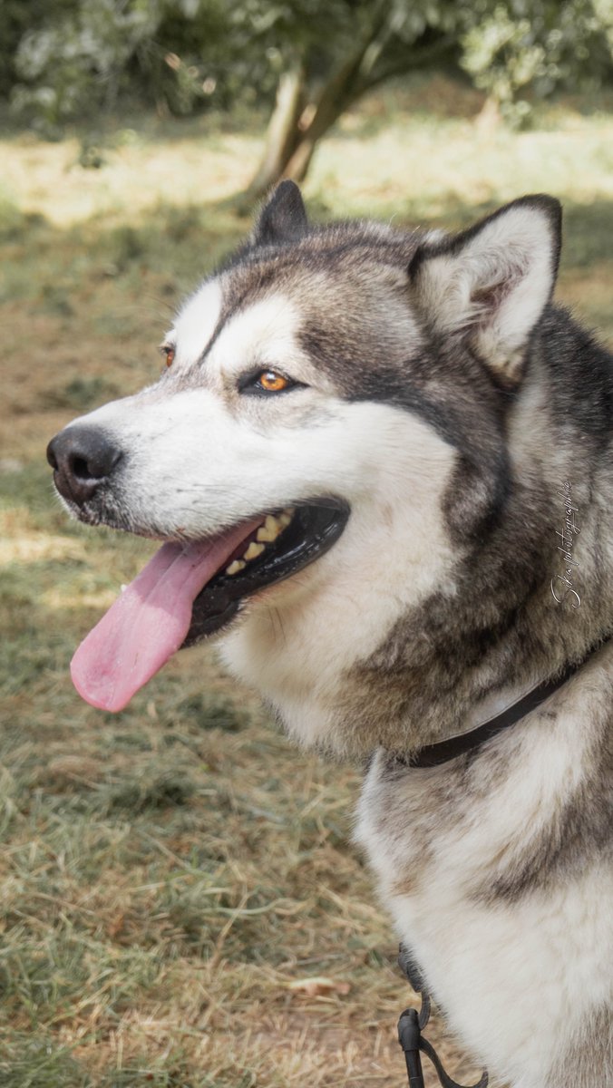 Sikaphotographi's tweet photo. Aujourd'hui, le Malamute est devenu un animal de compagnie affectueux avec un fort caractère.
-Partager 🌍
-Liker ❤️
-Abonnez-vous 🎫
#photography #video #photoofday📸#instagram #photographe #xyzbca #xuhuong #fyp #fypシ #photooftheday #sikaphotographie #formepage #photographer https://t.co/G9TmuneF7Y