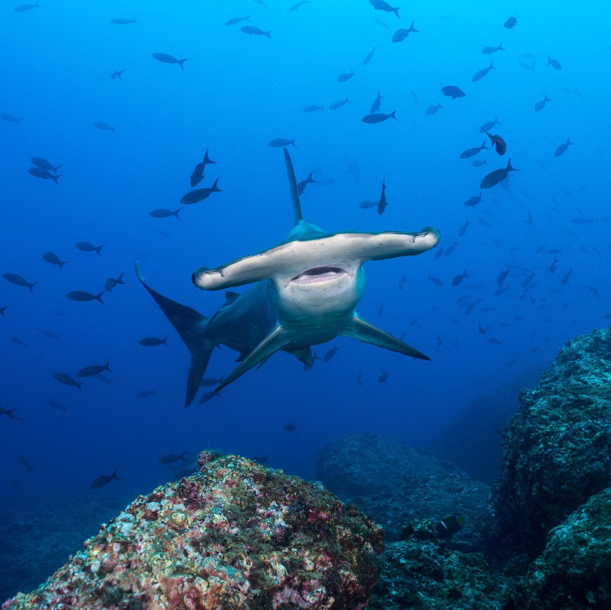 SharkiesOTD's tweet photo. ♡ Hammerhead Shark https://t.co/23O4B2AHOF