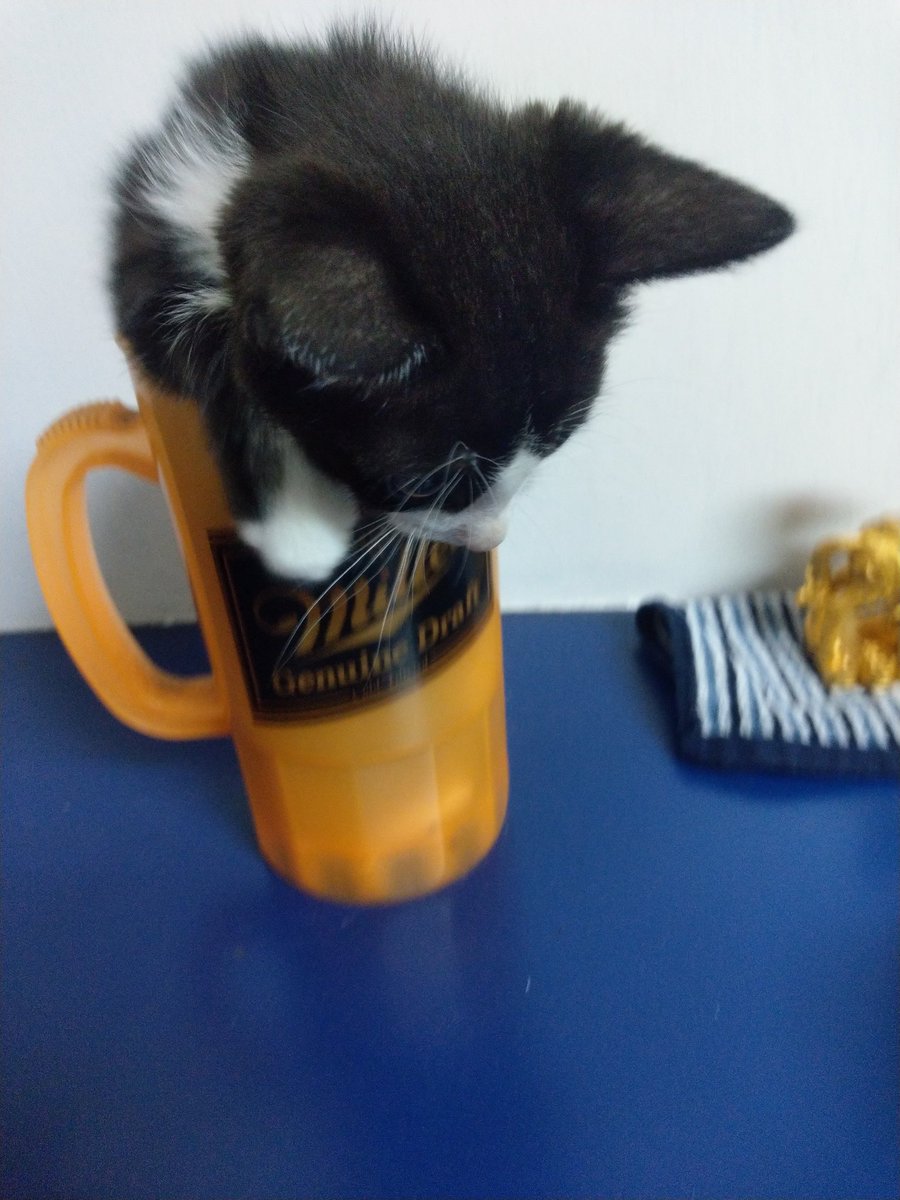 ainoneco's tweet photo. 夏は猫ビール🍺
#猫　#生ビール https://t.co/bJqh9aVYHv