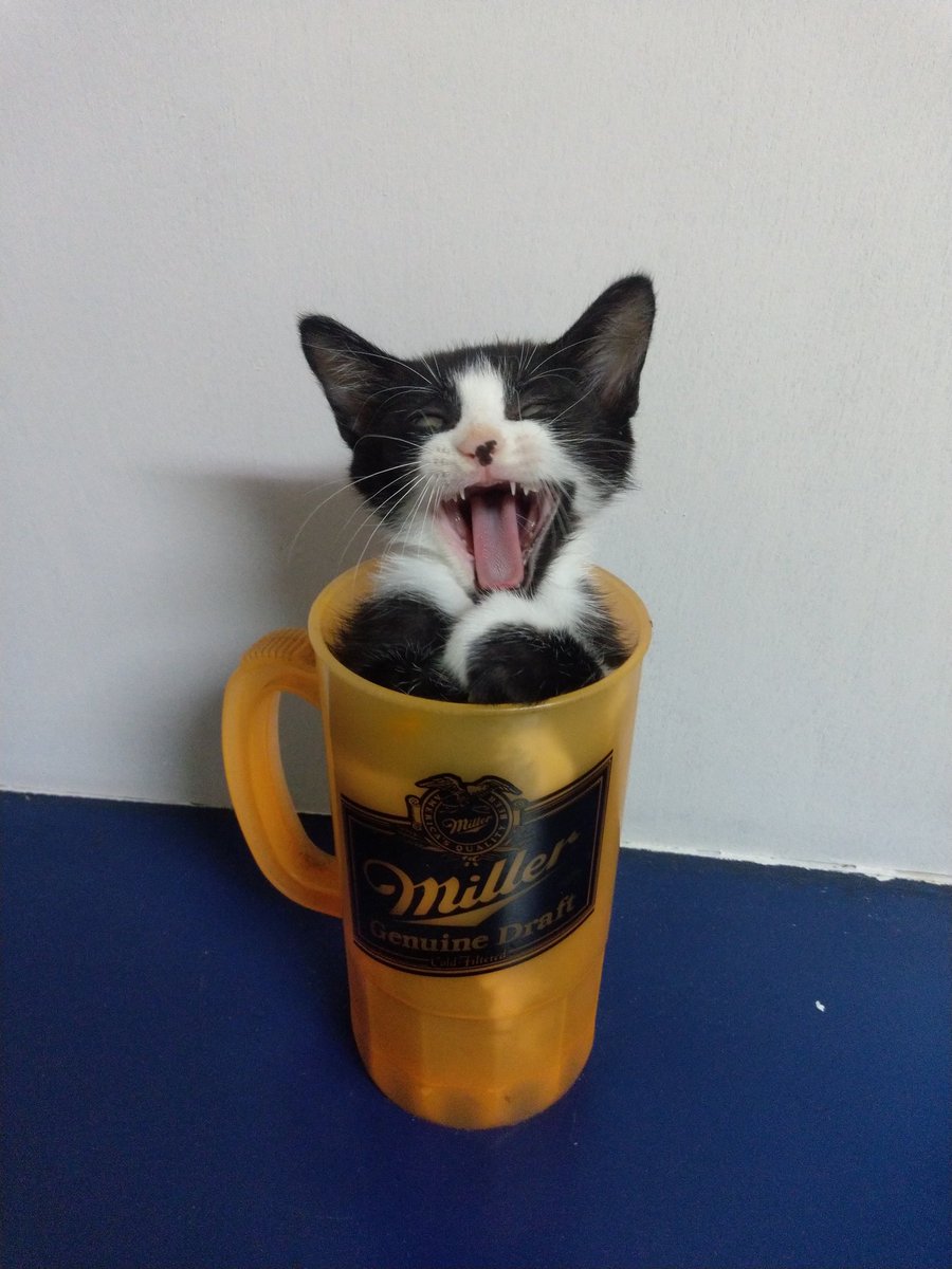ainoneco's tweet photo. 夏は猫ビール🍺
#猫　#生ビール https://t.co/bJqh9aVYHv