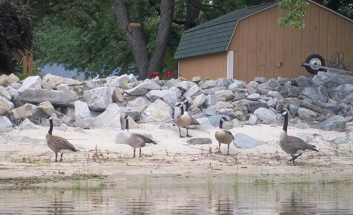 Kaane_Hawkvale's tweet photo. Today I went up to my Aunt Sue's Cottage in Pinconning and went kayaking. 

#pinconningmi #pinconning #pinconningmichigan #photography #nature #dragonfly #geese #goose #eagle #animals #animal #kayaking #outdoors #sports #wildlife #americanbaldeagle https://t.co/zboby4adjZ