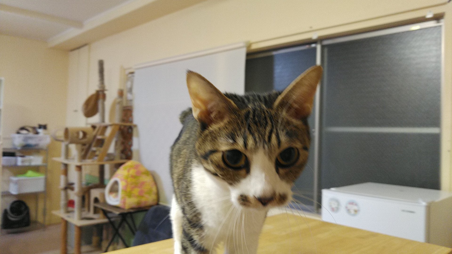 ねこのひみつ基地 Nekohimitsukiti Twitter