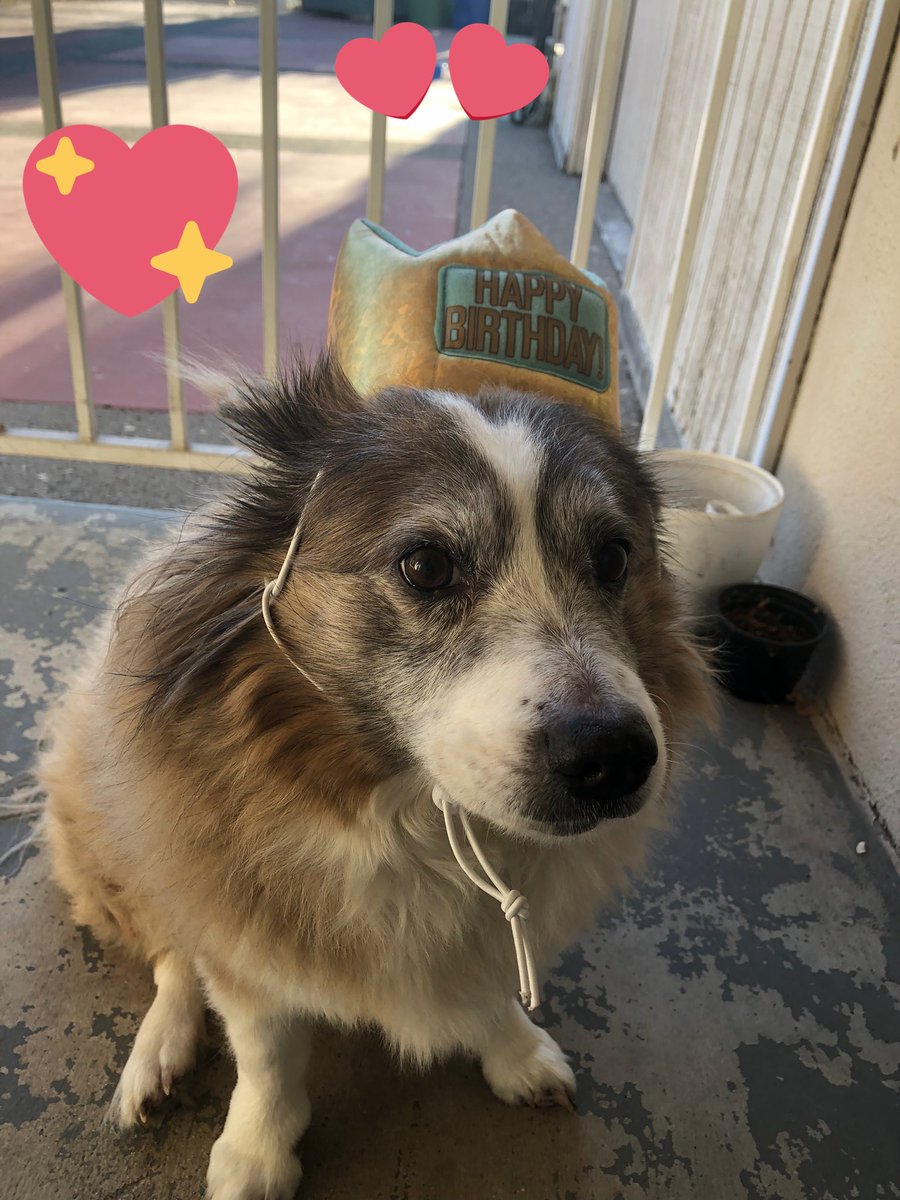 soniacap's tweet photo. She’s 14 today but still has the energy of a puppy. She’s my 🌞🌕⭐️ https://t.co/9kEsPc2uuk