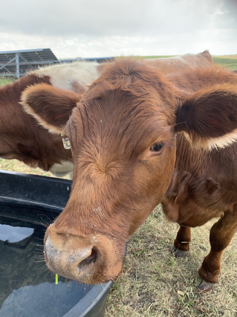 Planning <a href="/OpenFarmDays/">Open Farm Days</a>  tomorrow- over 120 farms to check out!  Don’t miss out