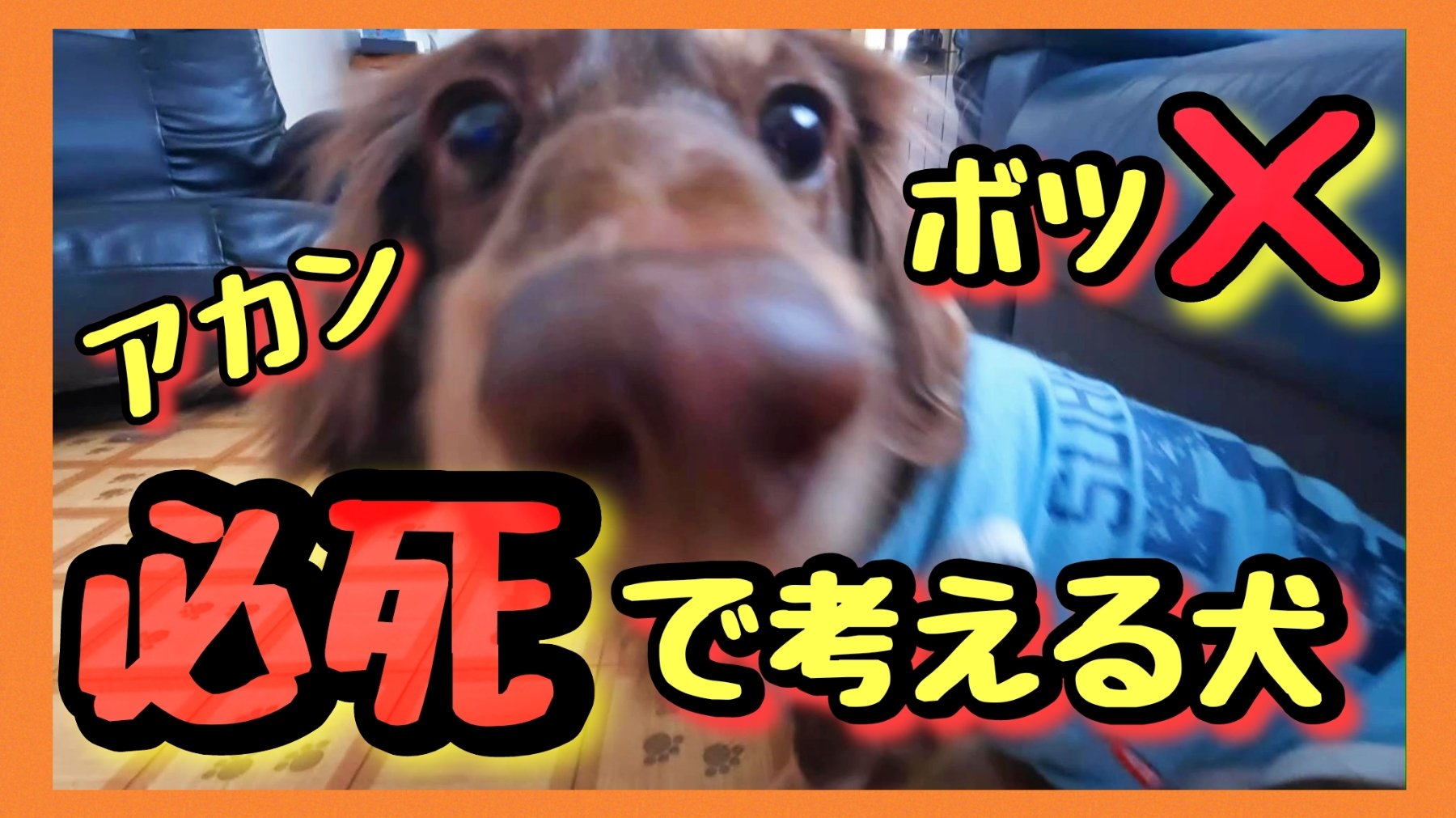 チョコマロちゃんねる ワンチューバー Chocomaro1023 Twitter