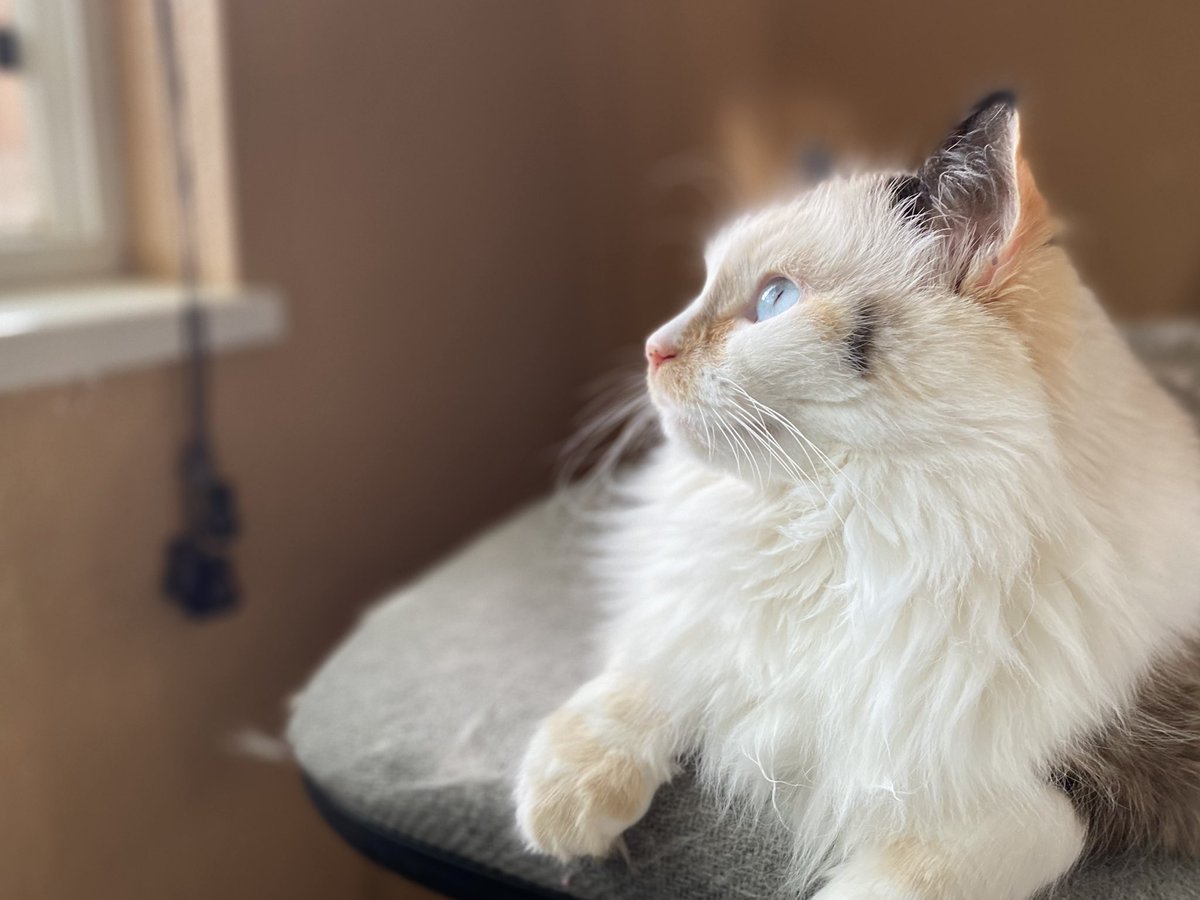 ‘What Lies Beyond’ Happy #Caturday #CatsOfTwitter <a href="/Davidlaz/">David Lazarus</a> <a href="/UnitedSpaceCats/">United Space Cats 😻</a>