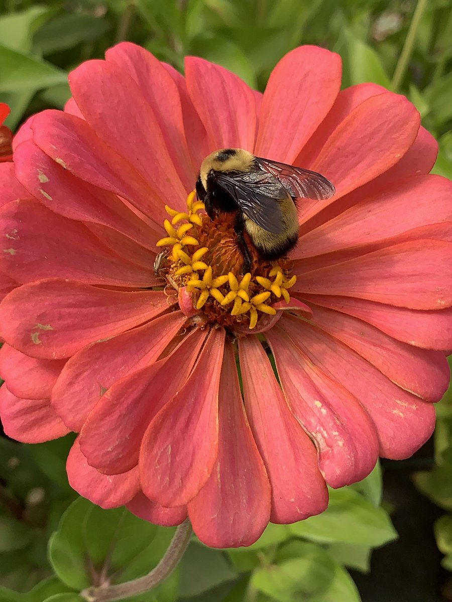 TannisBaker1's tweet photo. Sunday is the last day for @OpenFarmDays !  Hey Calgary, want to learn all about composting- check out Highfield Urban Farm!  So much to learn. https://t.co/7s2MDSBOBu