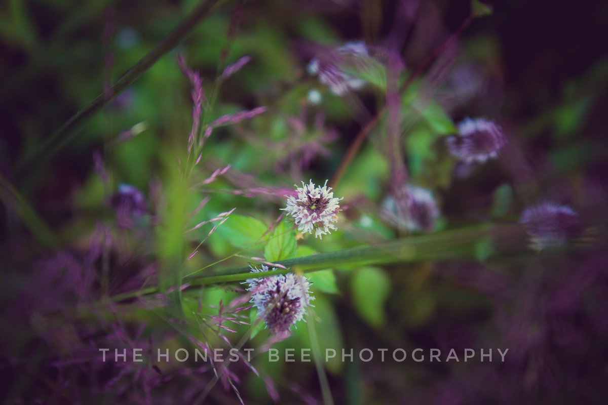 Rudebearz's tweet photo. https://t.co/g1NkKchgMQ #photography #nature #aesthetics https://t.co/GRbFcHyrcE