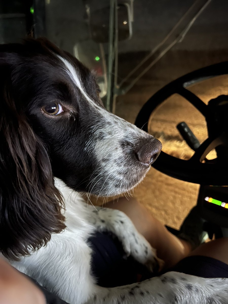 Shepsbird's tweet photo. Marler keeping me company on another late night/early morning harvesting! We will beat the rain. #harvest22 #springers #farming #nfcombine #nofirestoday #keepingrollin https://t.co/94XNeHoi0e