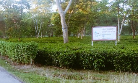 MunmiSonowal93's tweet photo. Good morning all !
#Morningwalk #greeneryview
#Natureview #Teagarden https://t.co/BW5YafDyfw