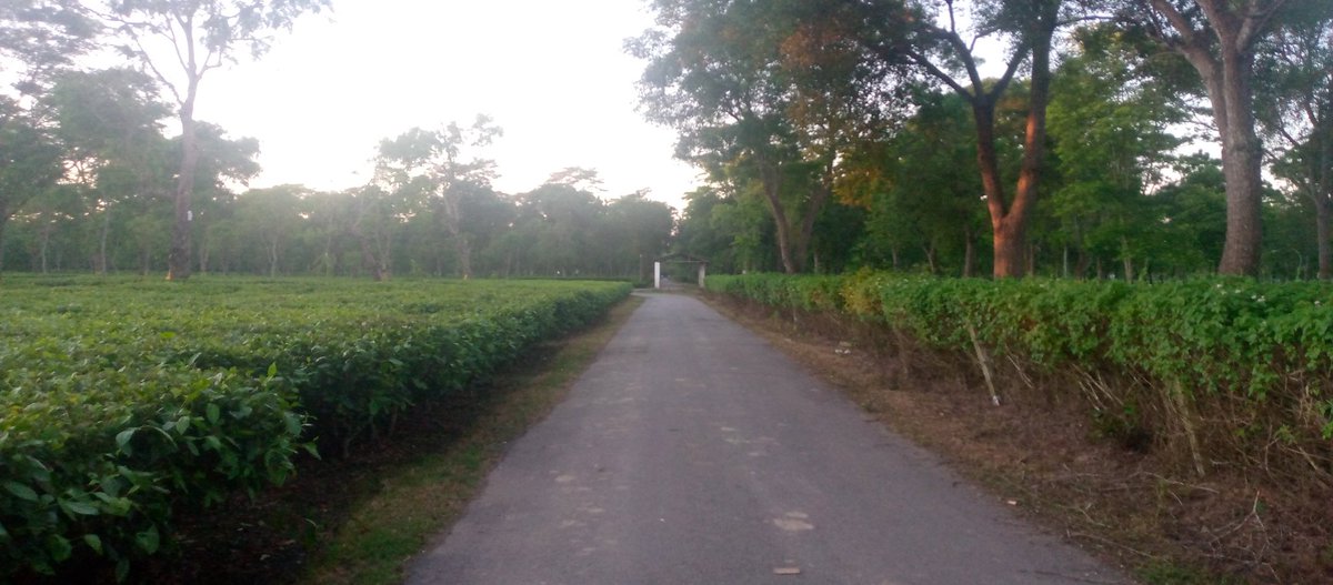 MunmiSonowal93's tweet photo. Good morning all !
#Morningwalk #greeneryview
#Natureview #Teagarden https://t.co/BW5YafDyfw