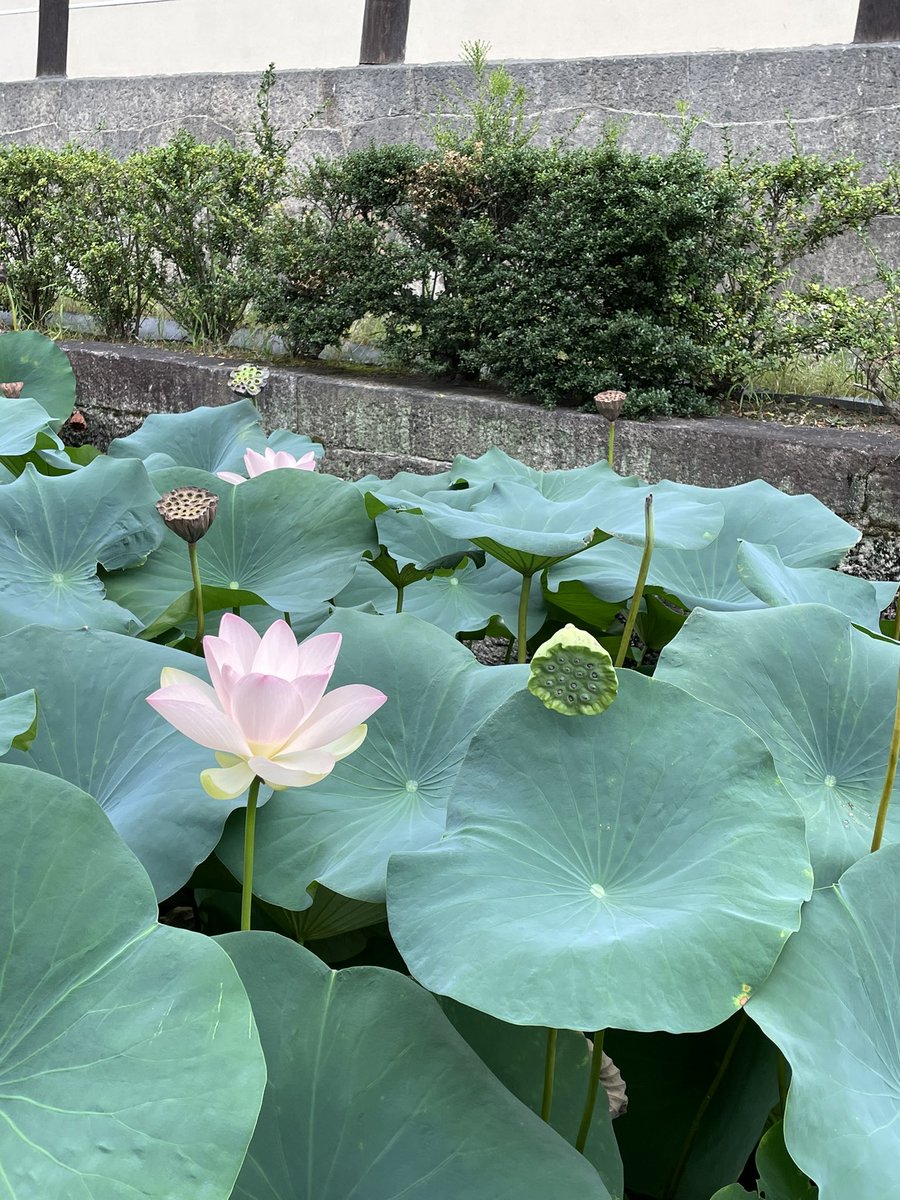 tsukihy_'s tweet photo. お盆といえば蓮の花。泥の中から生じて綺麗な花を咲かせる。葉っぱは泥水を弾くし、根は蓮根。強くて神聖な花。現在過去未来を表す蓮。蓮を見ながら在り方を考える。お釈迦座が座ってらっしゃるのも蓮の上。蓮華座。お参りして、蓮を見てより清められた感じ。 https://t.co/kVjRg4KKat
