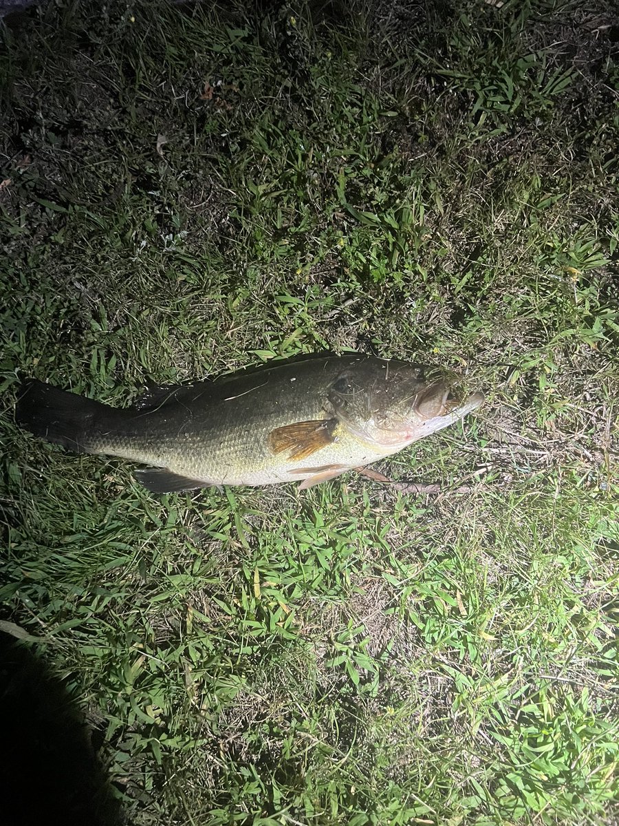 Truecountryboy3's tweet photo. Good night of fishing. 2 large mouth Bass and 2 sun fish.. https://t.co/1lQ7OqMHg1