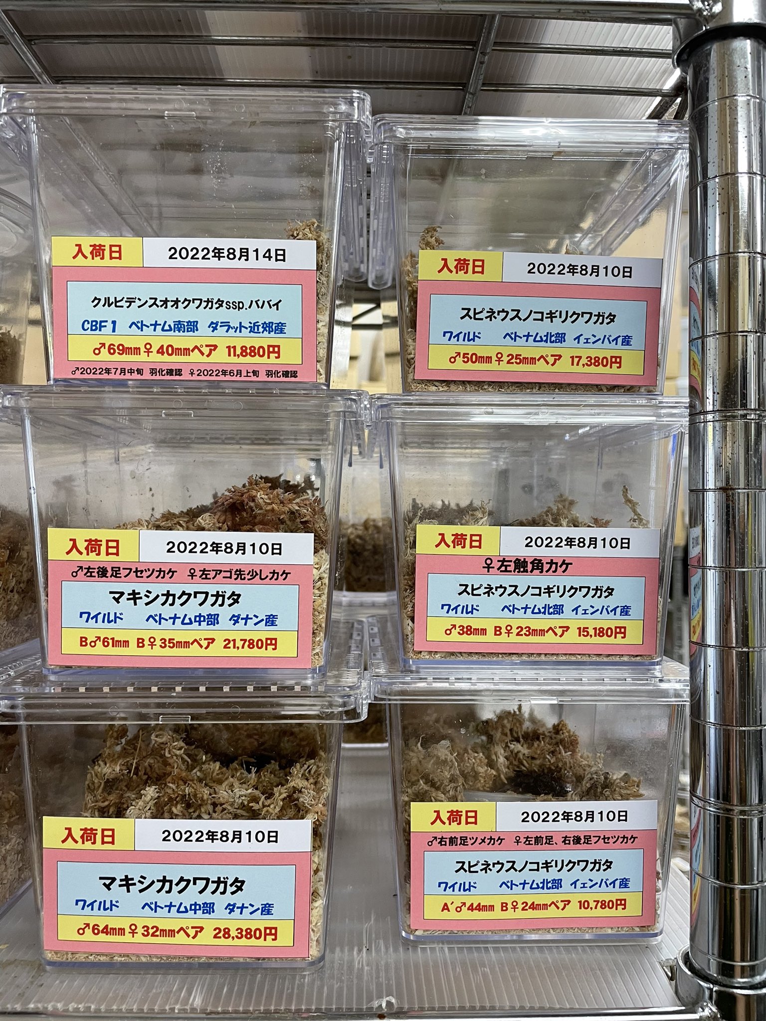 ドルクスグッズ』クワガタ・カブトムシ専門店 on X: