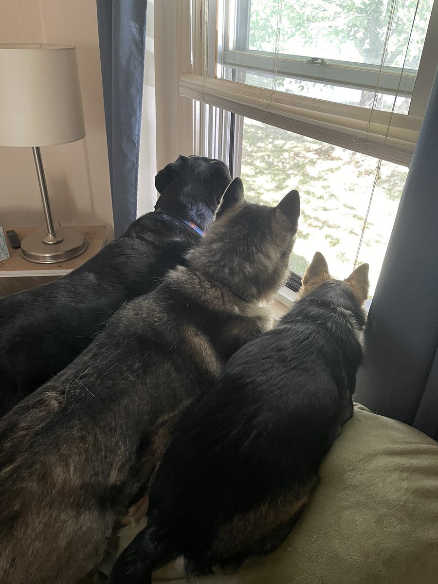 Susan_0920's tweet photo. @Rwlshmakeup Freyja, Moose and baby Cian ❤️..Otherwise known as Larry, Curly and Moe 🤣 https://t.co/xUpbQOJhvK