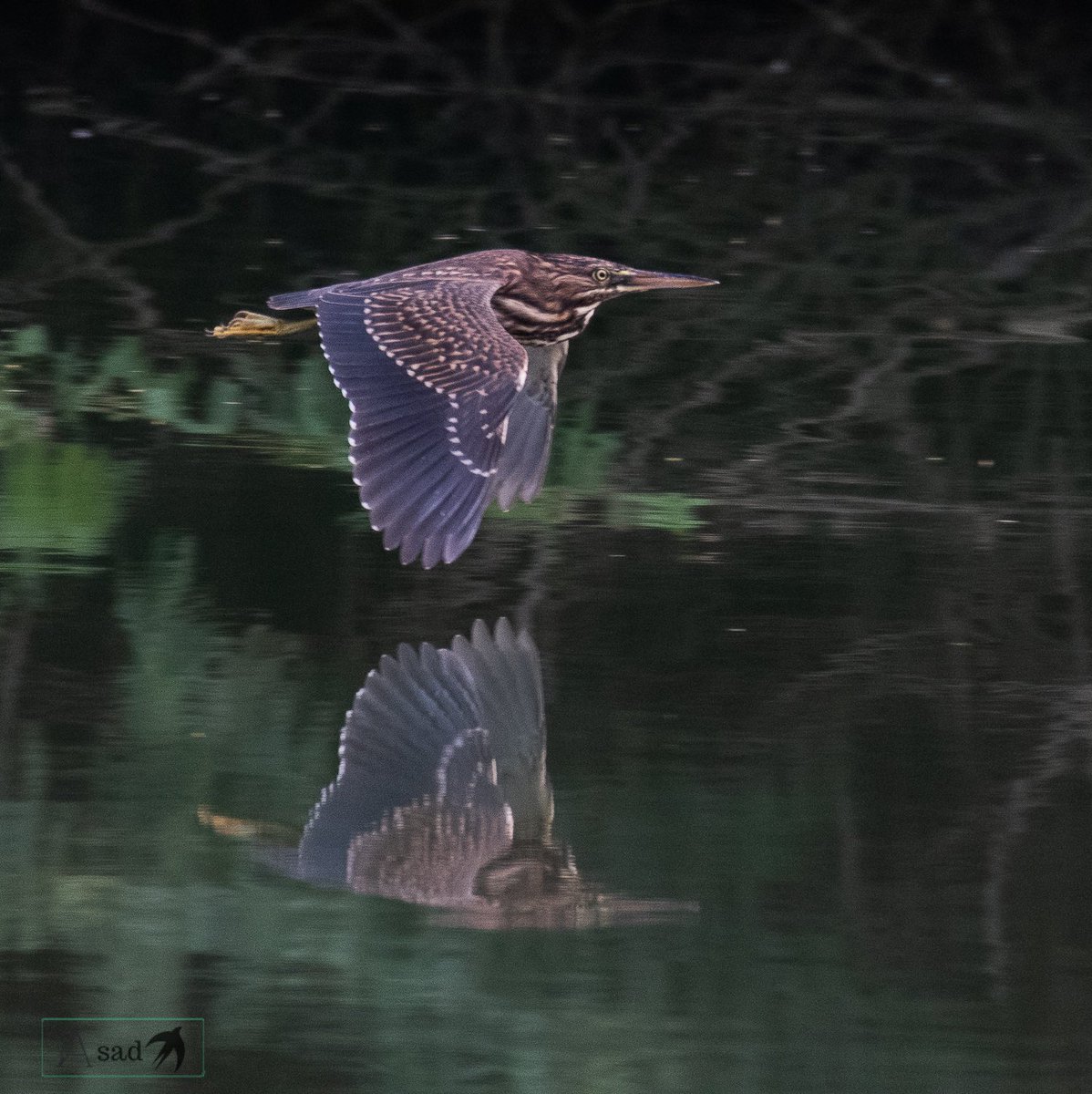 Striated heron
#IndiAves
#birdwatching #BBCWildlifePOTD #BirdsSeenIn2022 <a href="/every_heron/">Every Heron 𓆀💙</a>