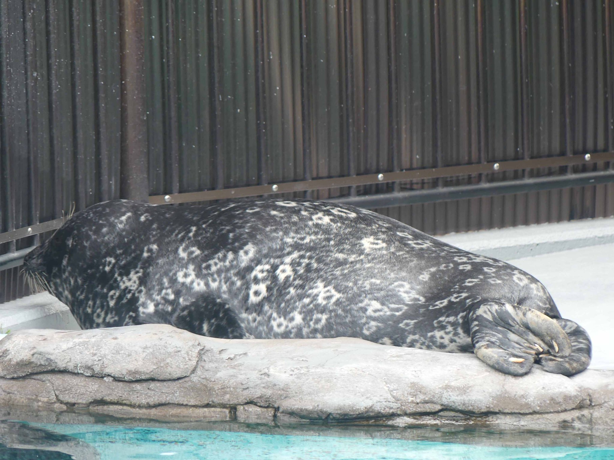 動物園シリーズ 確認用 アザラシ 動物園シリーズ 確認用 アザラシ 動物園シリーズ 確認用